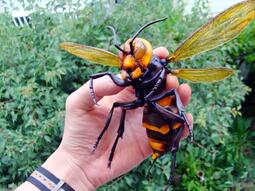 thumbnail of giant hornet.jpeg