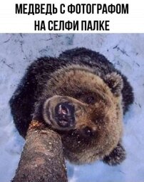 thumbnail of селфи палка для медведя.jpg