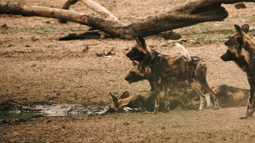 thumbnail of Крокодил поймал гиену динго пустынная собака.mp4