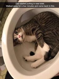 thumbnail of cat in toilet.jpg