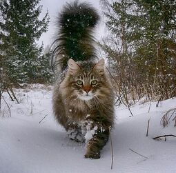 thumbnail of norwegian-forest-cats-sampy-hiskias-71-5db800d465a47__700.jpg