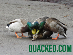 thumbnail of quacked.jpg