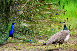 thumbnail of male peacock attracts female peacock.jpg