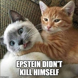 thumbnail of epstein-cats-x1.jpg