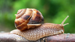 thumbnail of snail.jpg