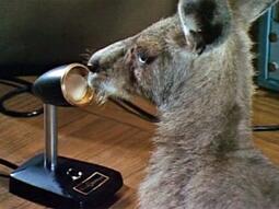 thumbnail of skippy.jpg