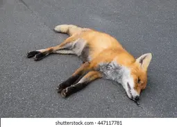 thumbnail of dead-fox-lying-on-asphalt-260nw-447117781.webp