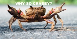 thumbnail of mister-crab.jpg