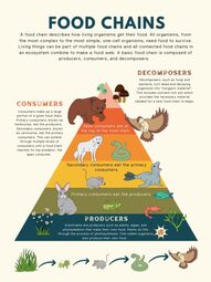 thumbnail of Food-Chain-Poster-768x1024.jpg