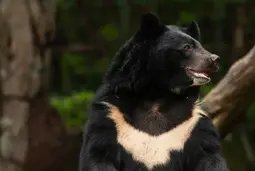 thumbnail of Asiatic-Black-Bear-Ursus-thibetanus.webp