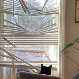 thumbnail of cat and blinds.jpg