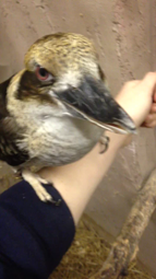 thumbnail of flag056m-kookaburra.webm