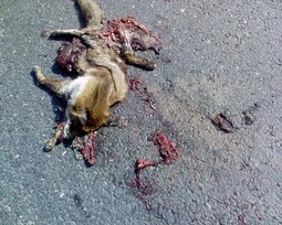 thumbnail of 960px-fox_road_kill_66d73f79ddf2b34dda765281.jpg