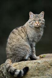 thumbnail of Felis_silvestris_silvestris.jpg