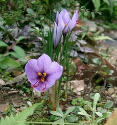 thumbnail of Crocus_sativus1.jpg