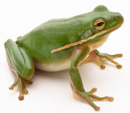 thumbnail of frog-1.jpg