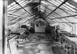 thumbnail of auschwitz-greenhouse.jpg