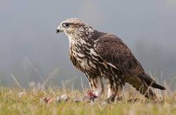 thumbnail of Saker falcon (Falco cherrug).jpg