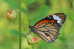 thumbnail of Common_tiger_(Danaus_genutia_genutia)_male_underside.jpg