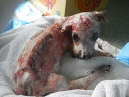 thumbnail of cruelty_image4_290x219_671534ffe087c30f6216c594.jpg