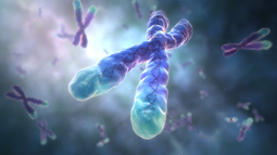 thumbnail of chromosome-telomere-photo_1.jpg