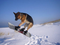 thumbnail of snowboard dog.jpg
