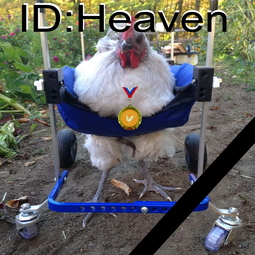 thumbnail of chicken-wheelchair-warrior2.jpg