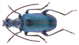 thumbnail of 1920px-Dinoptera_minuta_(Gebler,_1832)_(36617370826).png