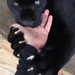 thumbnail of cute panther.jpg