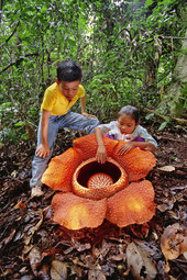 thumbnail of Blooming-corpse-flower.jpg