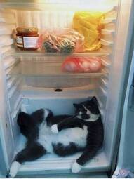 thumbnail of fridgecat.jpg