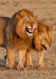 thumbnail of laughing lions.jpg