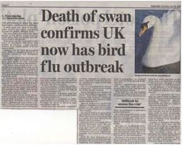 thumbnail of bird flu_2006_britain_swan.JPG