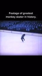 thumbnail of monkey skater.mp4