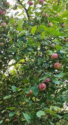 thumbnail of apples2.jpg