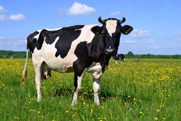 thumbnail of cow-in-pasture.jpg.838x0_q80.jpg