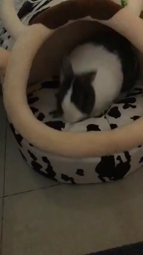 thumbnail of fluffnflop.mp4