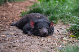 thumbnail of Tasmanian Devil (Thyme) 8850 - Grahm S. Jones, Columbus Zoo and Aquarium.jpg
