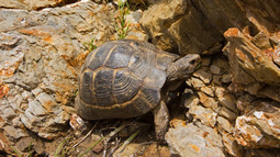 thumbnail of Tortoises may be slow, but they indeed are active.jpg