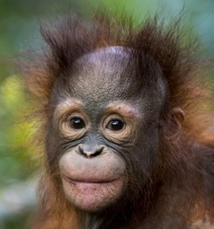 thumbnail of little orang.jpg
