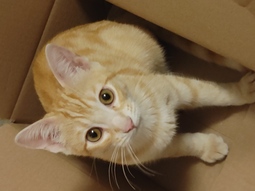 thumbnail of cat in box.jpg