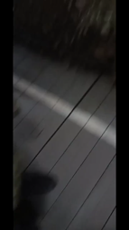 thumbnail of original.mp4