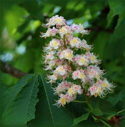 thumbnail of Aesculus_hippocastanum_flowers.jpeg