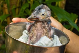 thumbnail of laughing-kookaburra-chick-ii.jpg