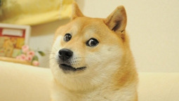 thumbnail of doge.jpg