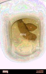 thumbnail of e8yTOxlDoL.jpg