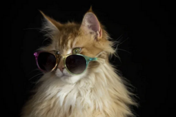 thumbnail of cool cat.PNG