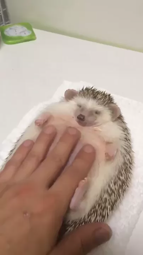 thumbnail of petting a hedgehog.webm