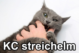 thumbnail of KC streichelm.jpg