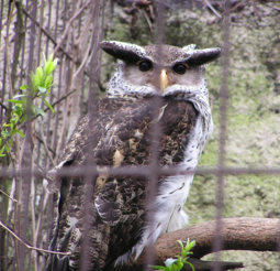 thumbnail of species-Bubo-nipalensis-7.jpg